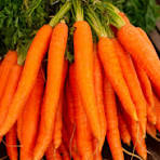 Carrot