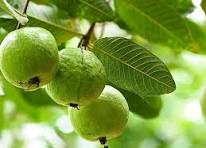 Guava